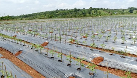 Công ty TNHH giống cây trồng Thuận Thành vinh dự đạt chứng nhận Thương hiệu Tín nhiệm Hàng đầu Châu Á 2025