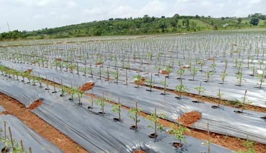 Công ty TNHH giống cây trồng Thuận Thành vinh dự đạt chứng nhận Thương hiệu Tín nhiệm Hàng đầu Châu Á 2025