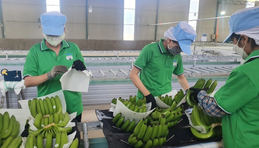 Việt Nam xuất khẩu chuối lớn thứ 9 toàn cầu, dừa cũng xuất hàng đầu thế giới