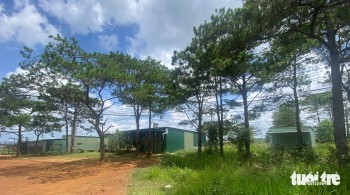 Để mất rừng, doanh nghiệp bị buộc bồi thường 10,5 tỉ đồng