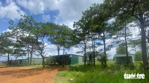 Để mất rừng, doanh nghiệp bị buộc bồi thường 10,5 tỉ đồng