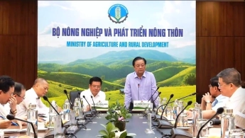 Đề xuất lập Hội đồng lúa gạo quốc gia