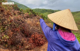 Rừng ở Bình Định liên tục bị &#039;chảy máu&#039;