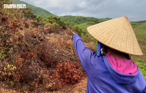 Rừng ở Bình Định liên tục bị &#039;chảy máu&#039;