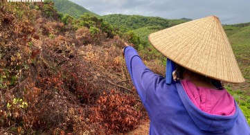 Rừng ở Bình Định liên tục bị 'chảy máu'