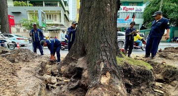 TP HCM đốn hạ nhiều cổ thụ trước mưa bão