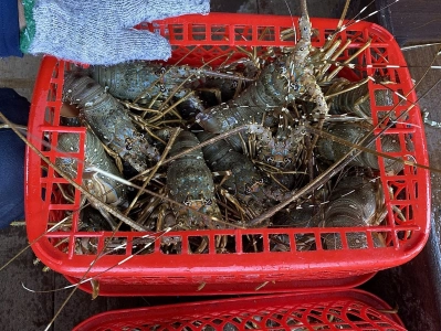 Người nuôi gặp khó do Trung Quốc chuộng tôm hùm cỡ nhỏ