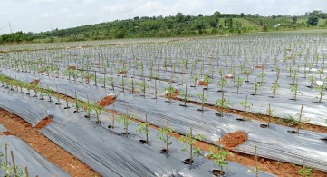 Công ty TNHH giống cây trồng Thuận Thành vinh dự đạt chứng nhận Thương hiệu Tín nhiệm Hàng đầu Châu Á 2025