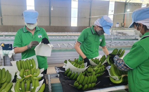 Việt Nam xuất khẩu chuối lớn thứ 9 toàn cầu, dừa cũng xuất hàng đầu thế giới
