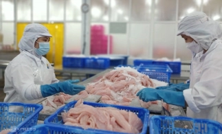 Trung Quốc vượt Mỹ thành nhà nhập khẩu thủy sản lớn nhất của Việt Nam